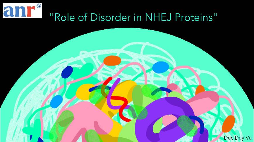 Role of discorder project page team Homologous recombination, NHEJ and safeguarding genomic integrity - CRCM