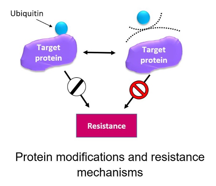E-Cadherin translational research team project - CRCM